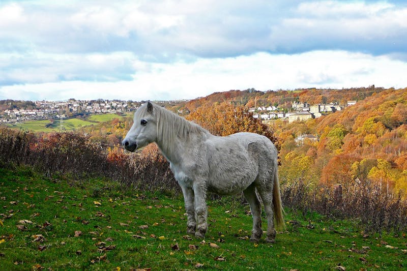 QUIZ: Peaches the Pony Needs Your Ketamine for Life-Saving Surgery— Will You Give it to Her?