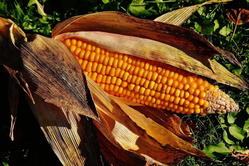 OP-ED: I Sacrificed My CIS 110 Midterm Grade for a Bountiful Corn Harvest and You’re Welcome