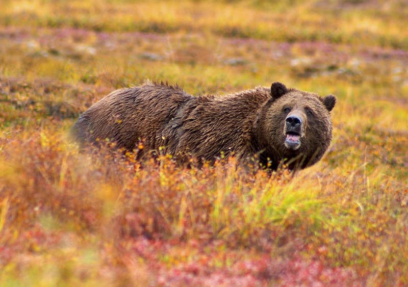 Please Allow Guns on Campus So We Can Shoot Grizzly Bears