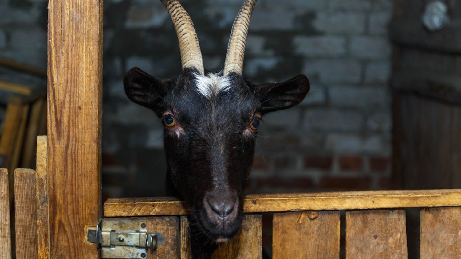 Black goat at the farm
