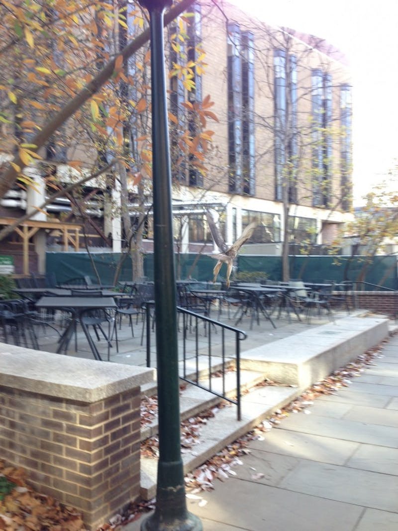 Locust Hawk, The Main Artery of Campus