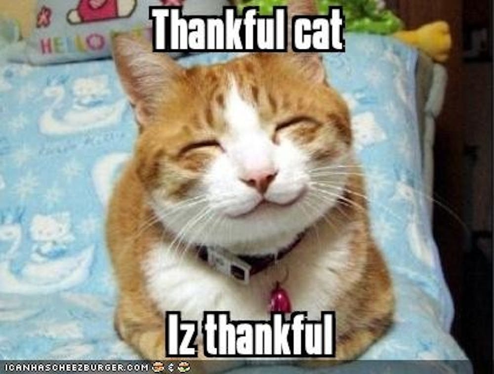 thankful-cat