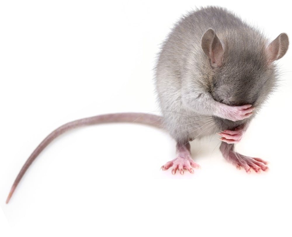 mouse-pest-mice-rodent-rat-3194768