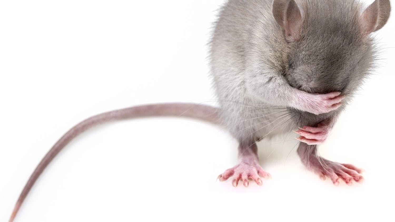 Mouse-Pest-Mice-Rodent-Rat-3194768.jpg
