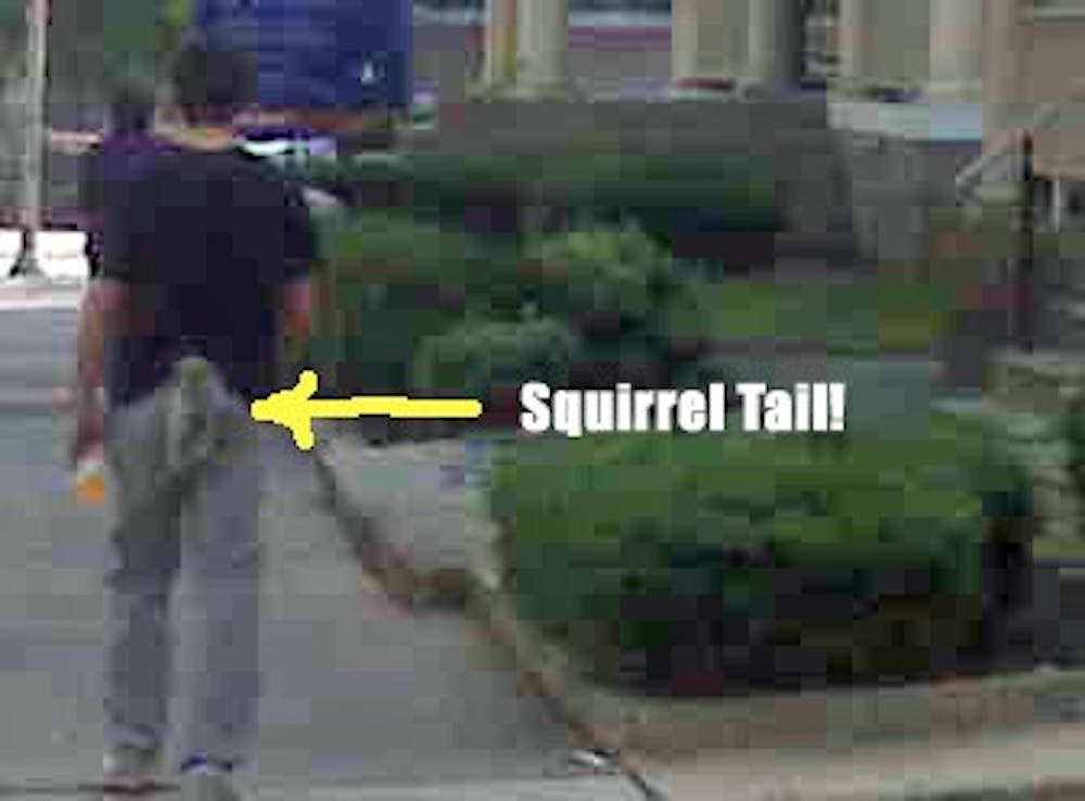 squirreltail