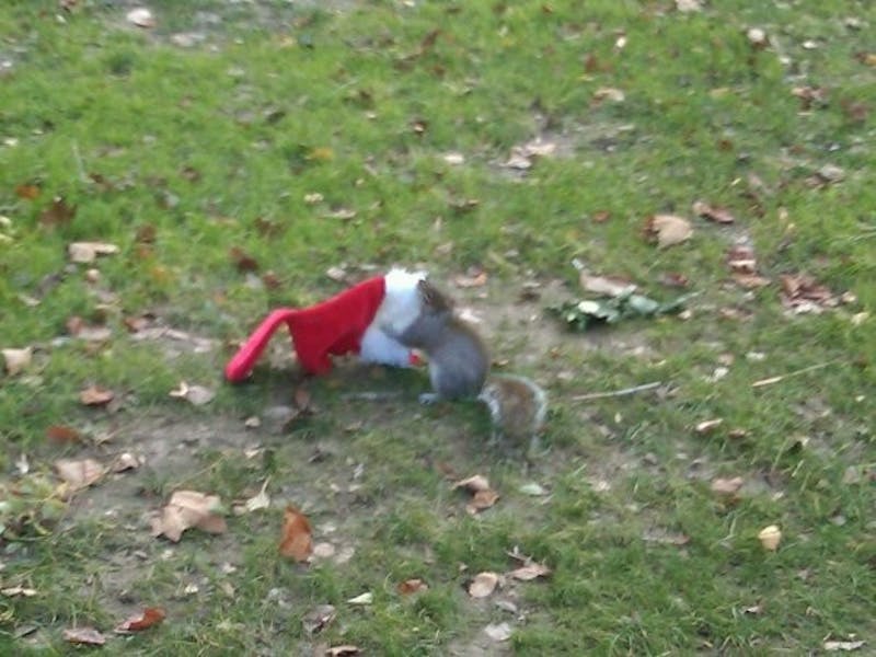 Happy Holidays! Love, Penn Squirrels