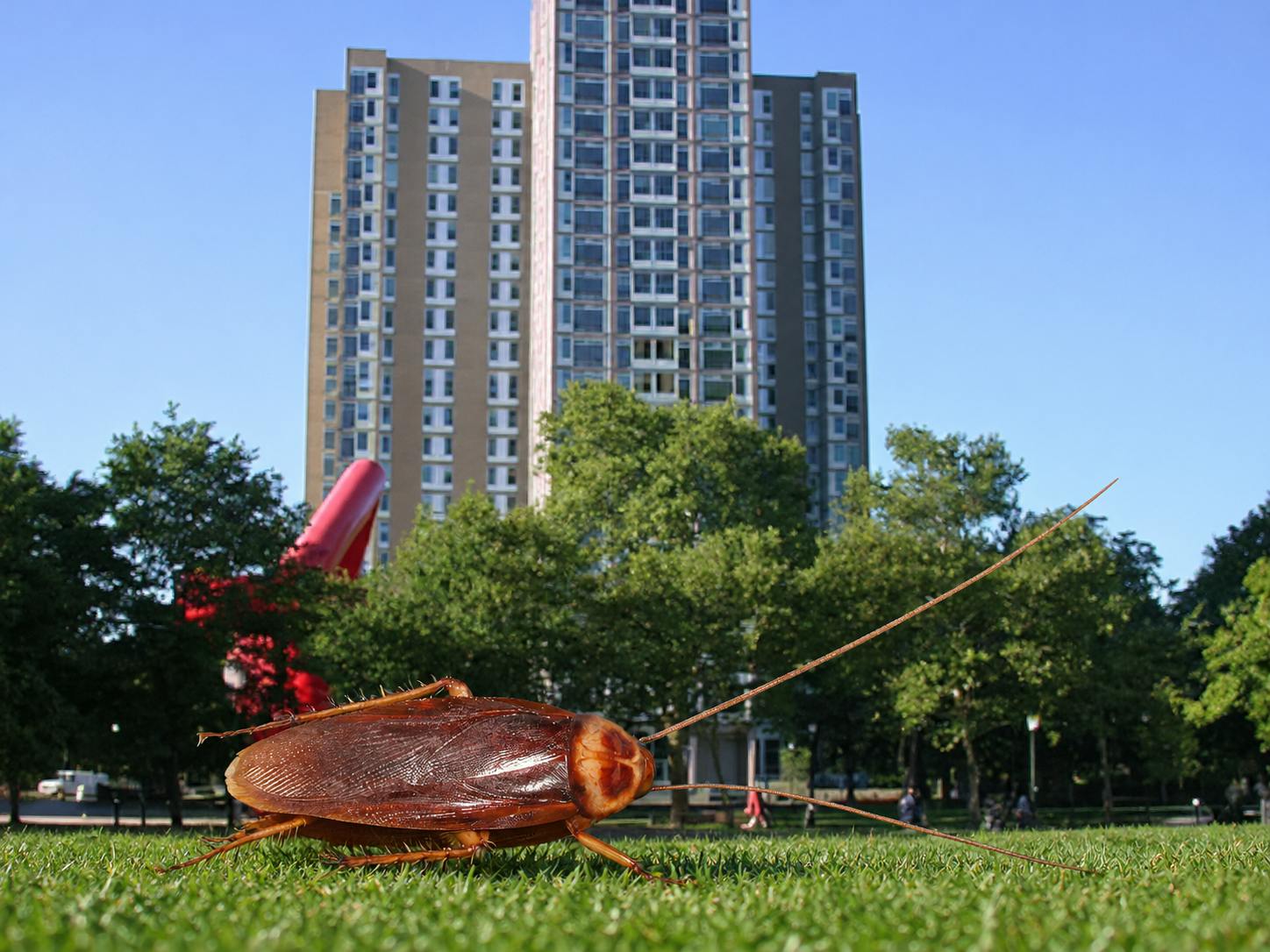 harrisonroach