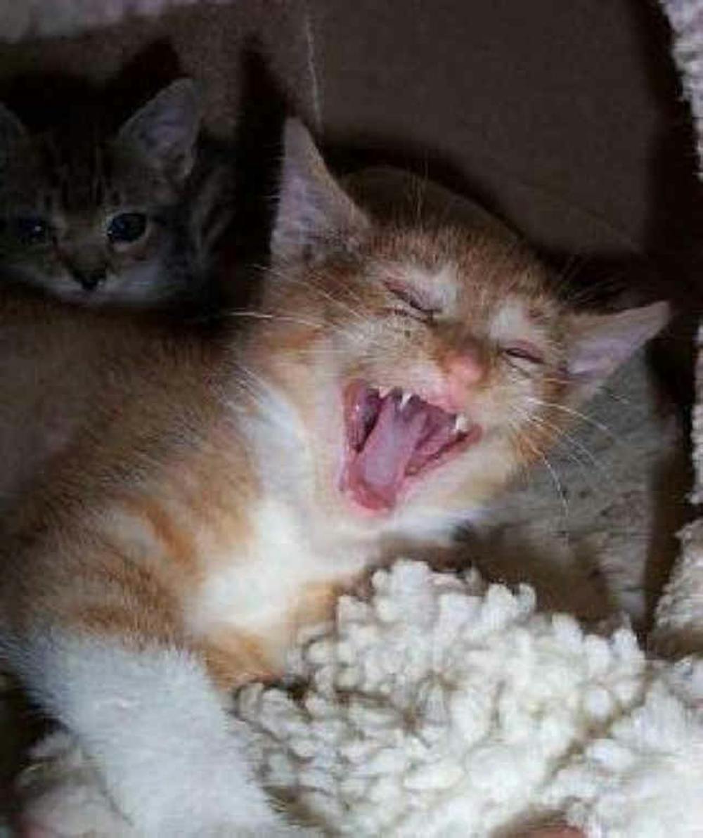 kitty-laugh