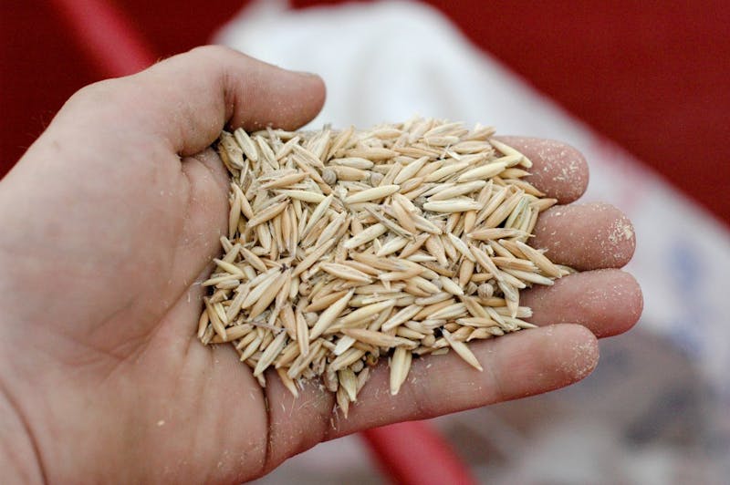 Here’s What Farm Animal You Are, Based on the Amount of Oats You Eat