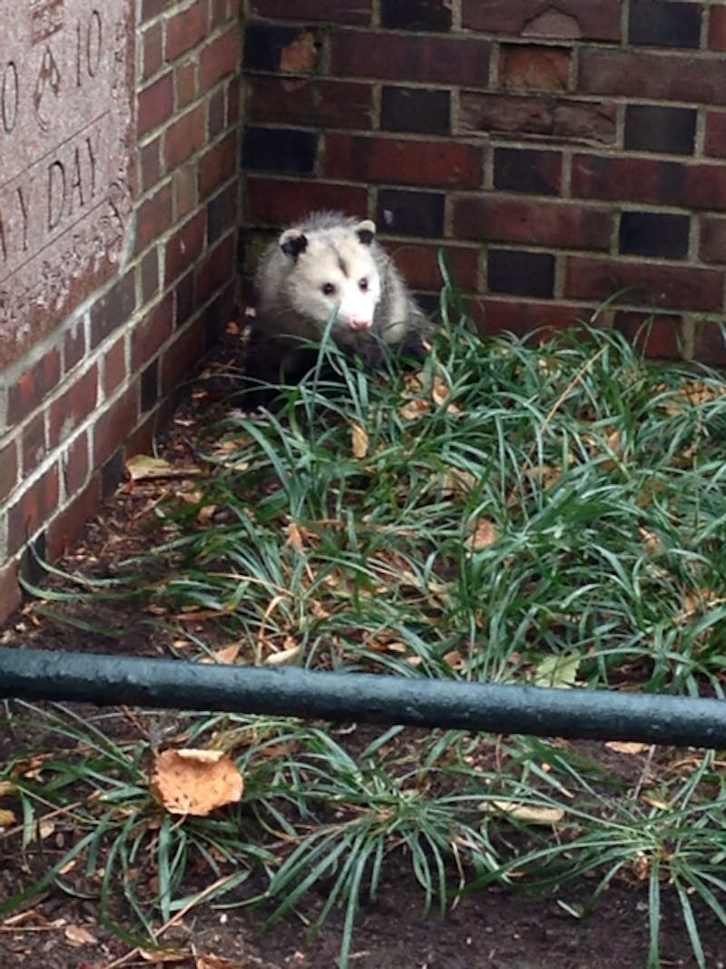 Perry The Possum May Have Been Several Possums