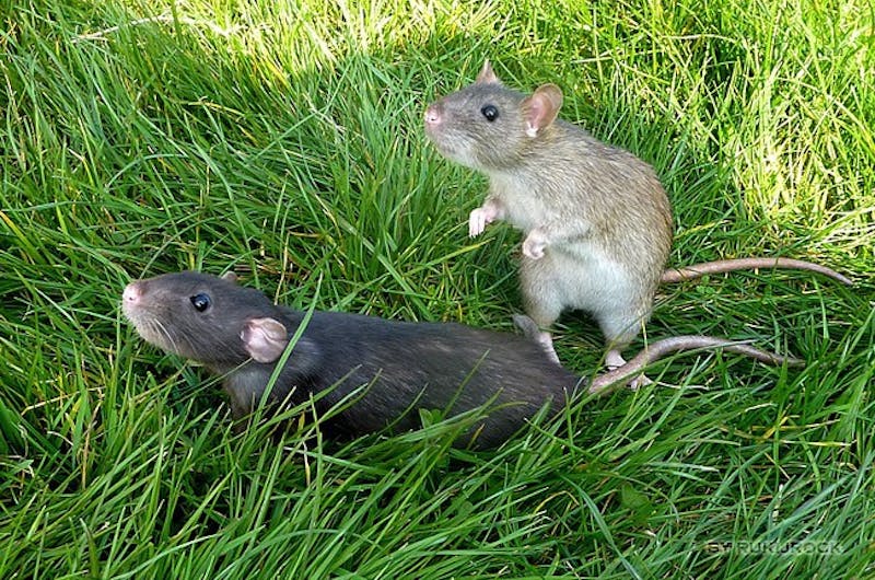 Sad: On Campus Rats Shocked to Learn OCR Isn’t About Them 