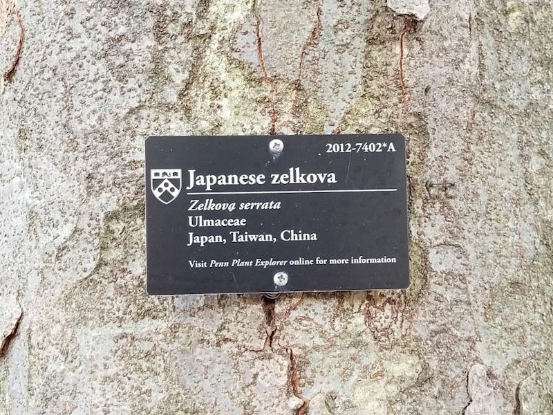 Dear Penn: Plant One More Japanese Zelkova, I Dare You