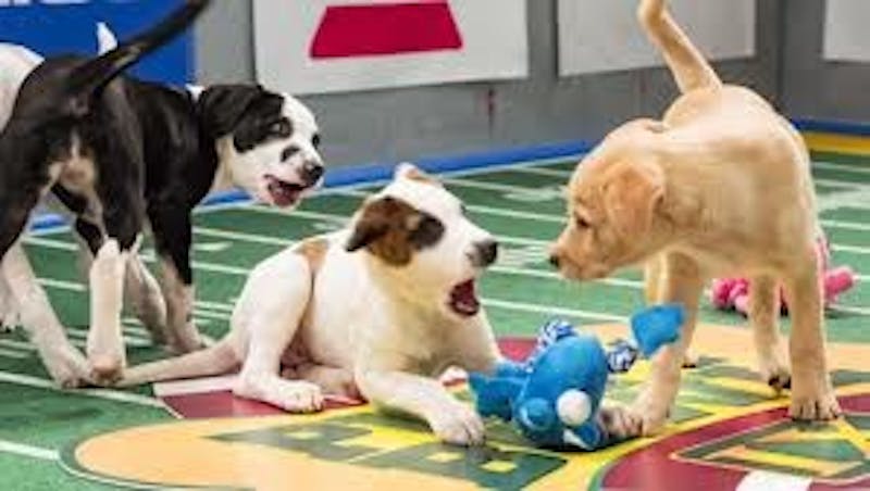 "Puppy" Bowl Sunday