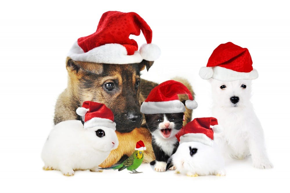 SANTAPAWS.DEC3_