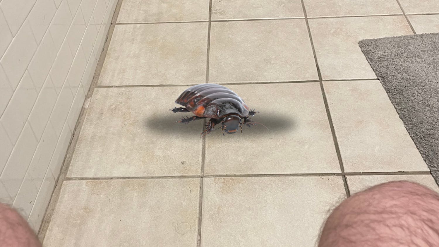 Cockroach in Bathroom