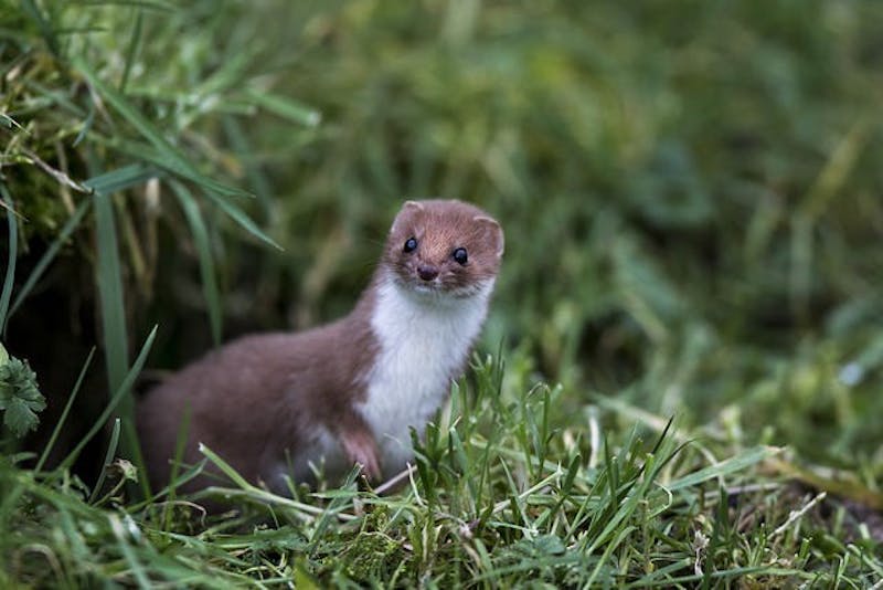 ​PET AD: Looking to Rehouse My Weasel of a Roommate
