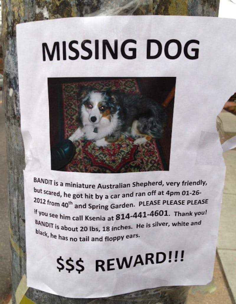 Help Find This Dog!