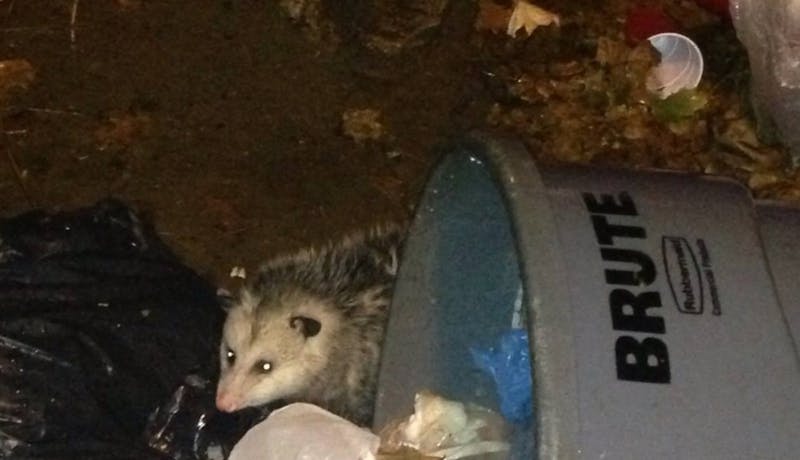 The Possum Returns To Party At Copa