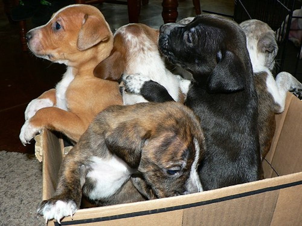 puppy-box