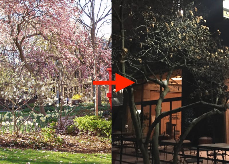 Epic Fail: These Dumbass Trees Bloomed Too Early, and Paid the Price