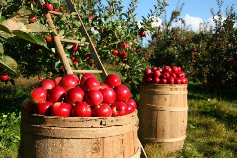 Girl Oversleeps Sorority Trip to Linvilla Orchards, Goes By Herself