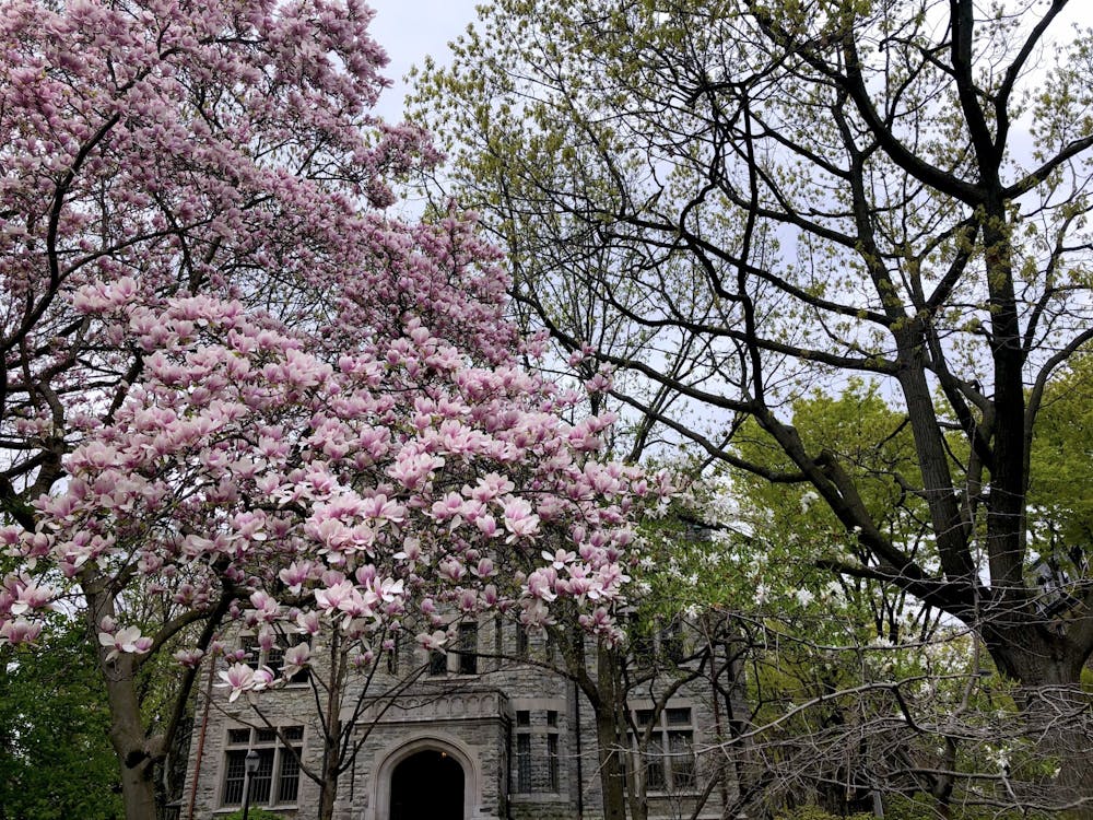 blossom-trees