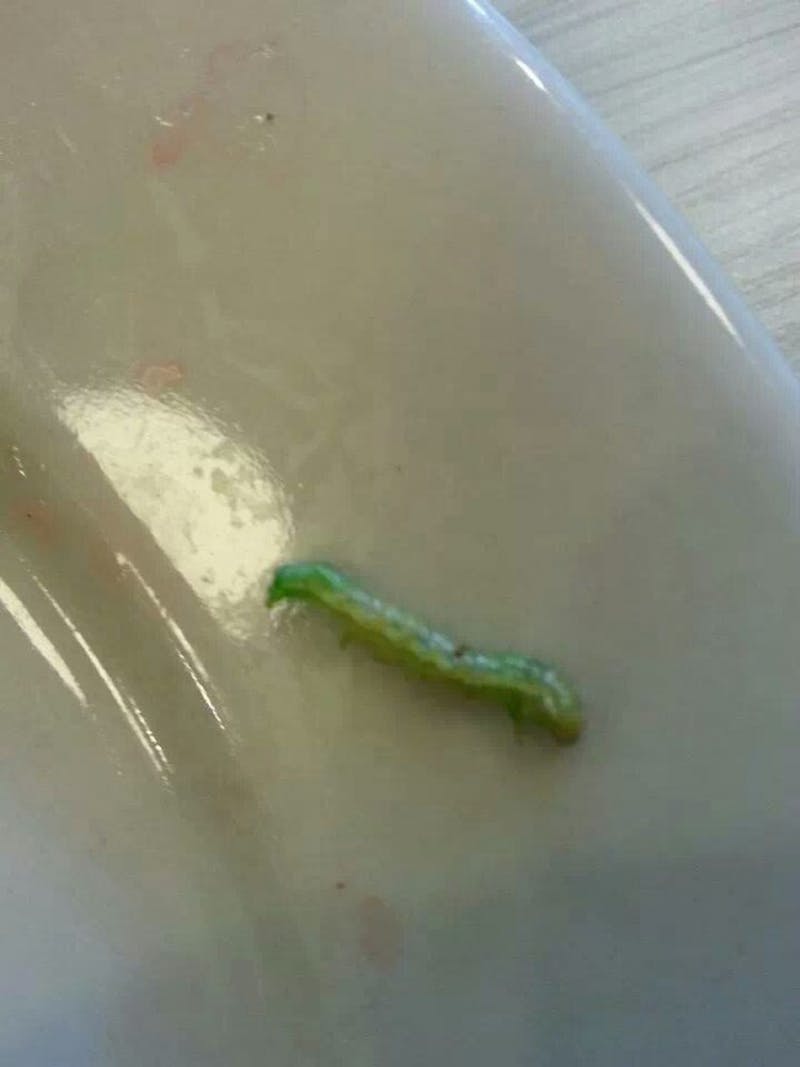 Caterpillar Rejects Becoming Beautiful Butterfly, Chooses to Die in Hill Cereal Bowl