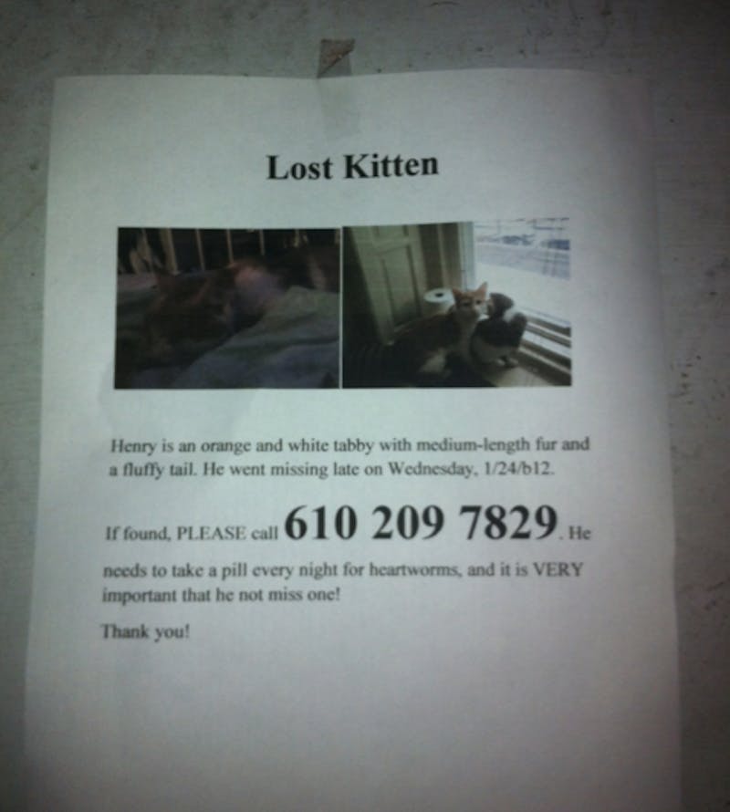 Help Find This Cat!