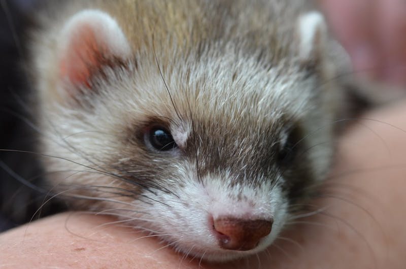 Intense Love Affair Blossoming Between Anonymous Ferret and Anonymous Manatee in Shared Google Doc