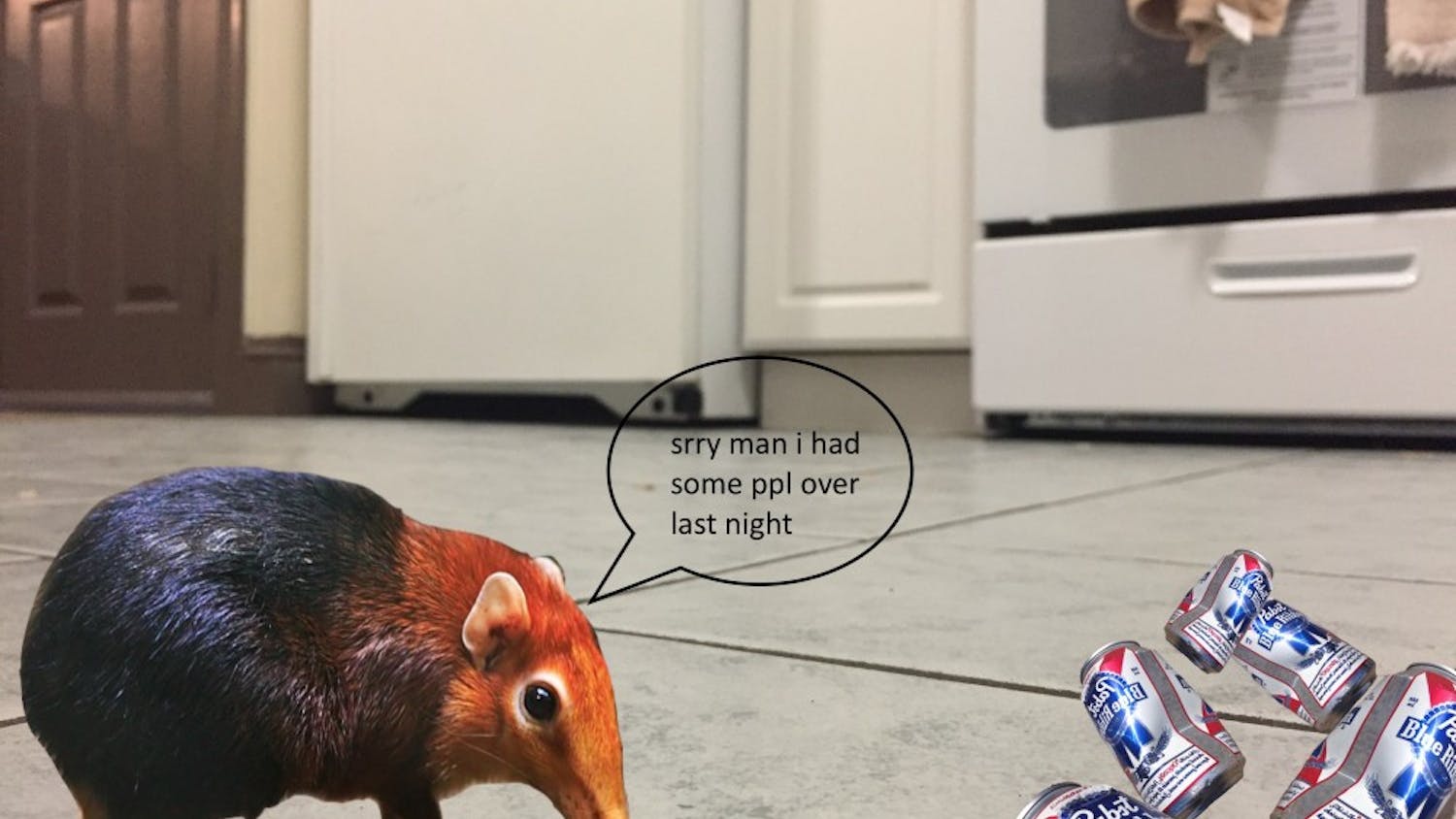 elephant shrew 4-2.jpg