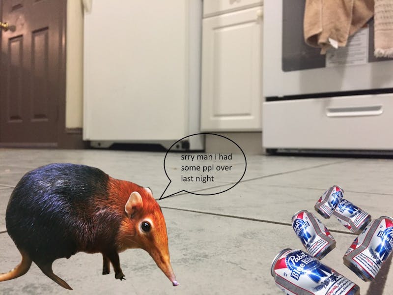 Newsflash: The Rodent in Your Dorm Room Isn’t a Mouse, It’s an Elephant Shrew!