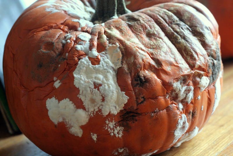 Student Deliberately Ignores Decomposing Jack-O'-Lantern on Windowsill for 18th Consecutive Day