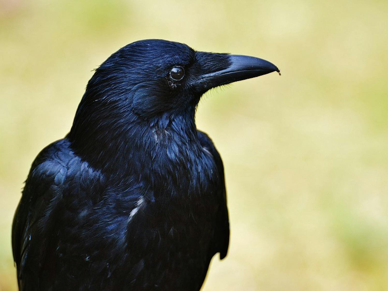 Photo from Pixabay / CC0