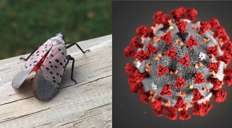 COVID-19 Now Almost As Bad As The Spotted Lanternfly Epidemic
