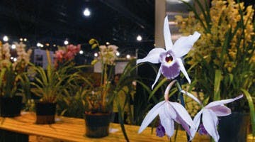 Philadelphia Flower Show | Photo slideshow
