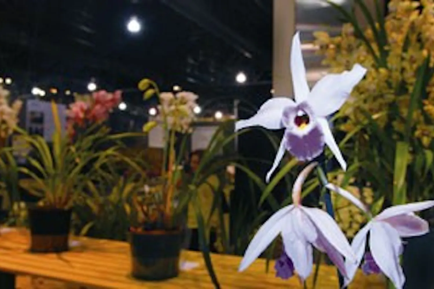 Philadelphia Flower Show | Photo slideshow