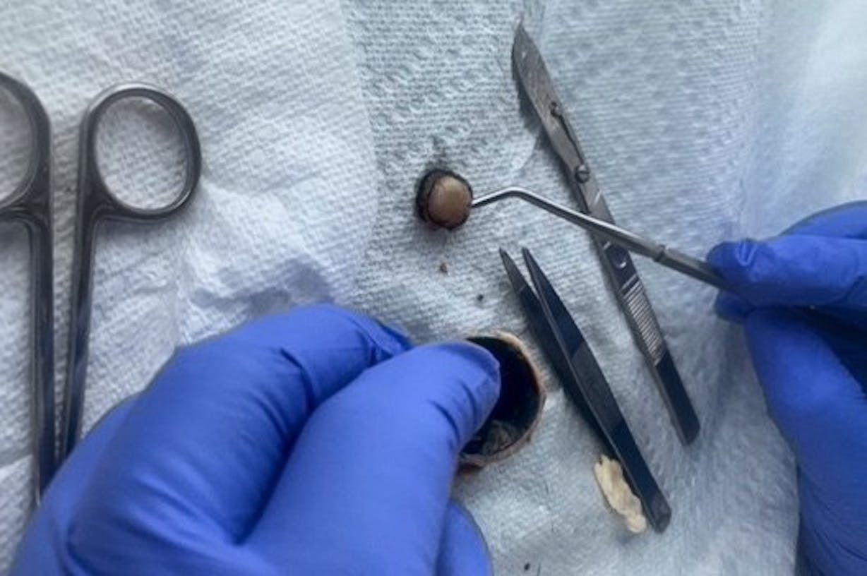 Sheep Eye Dissection Biology 102 Laboratory Summer.jpg