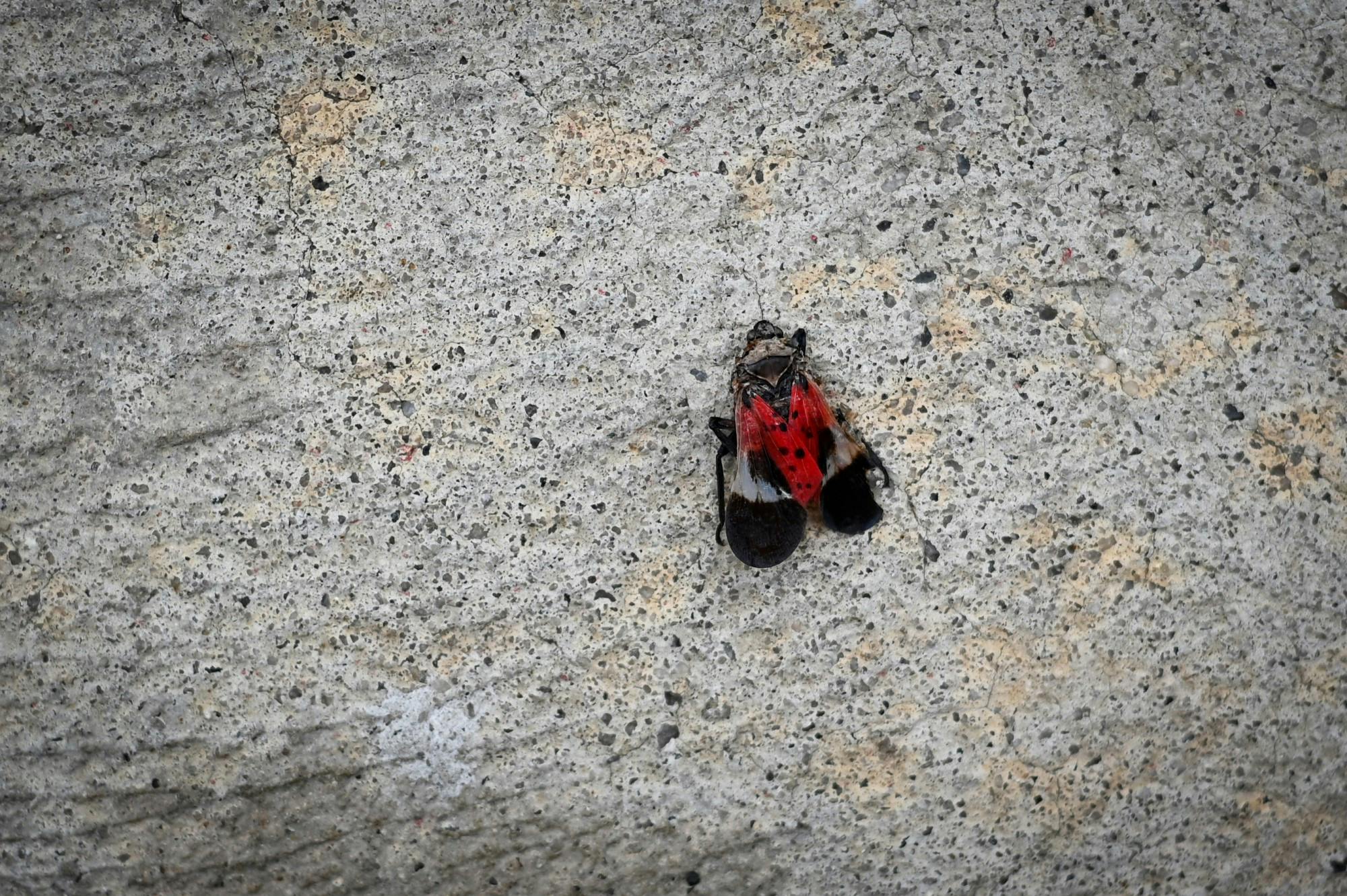 Spotted Lanternfly.JPG