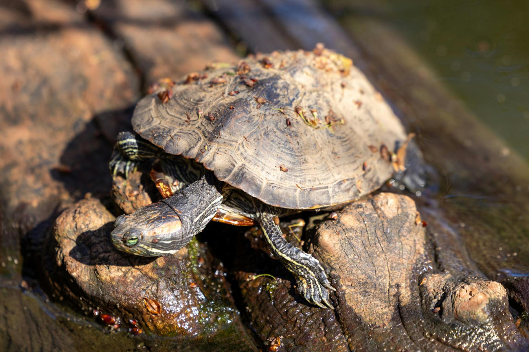 03-18-25 Red-Eared Slider 3 (Jean Park)