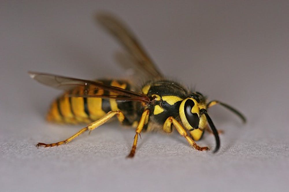 yellow-jacket-wasp