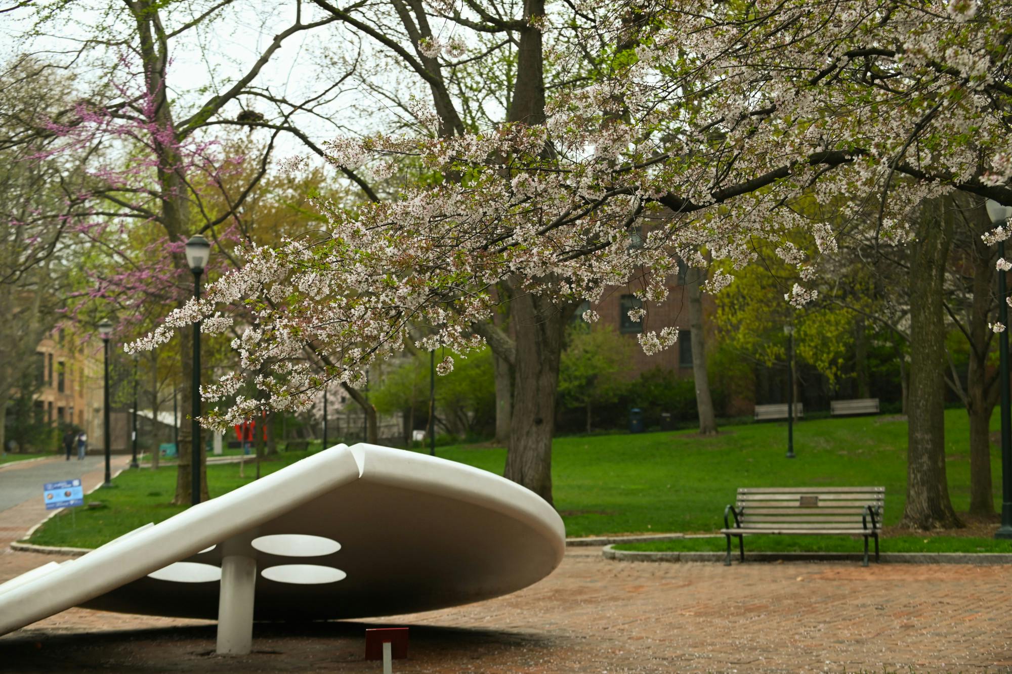 03-29-25 Penn in Bloom (Connie Zhao).jpg