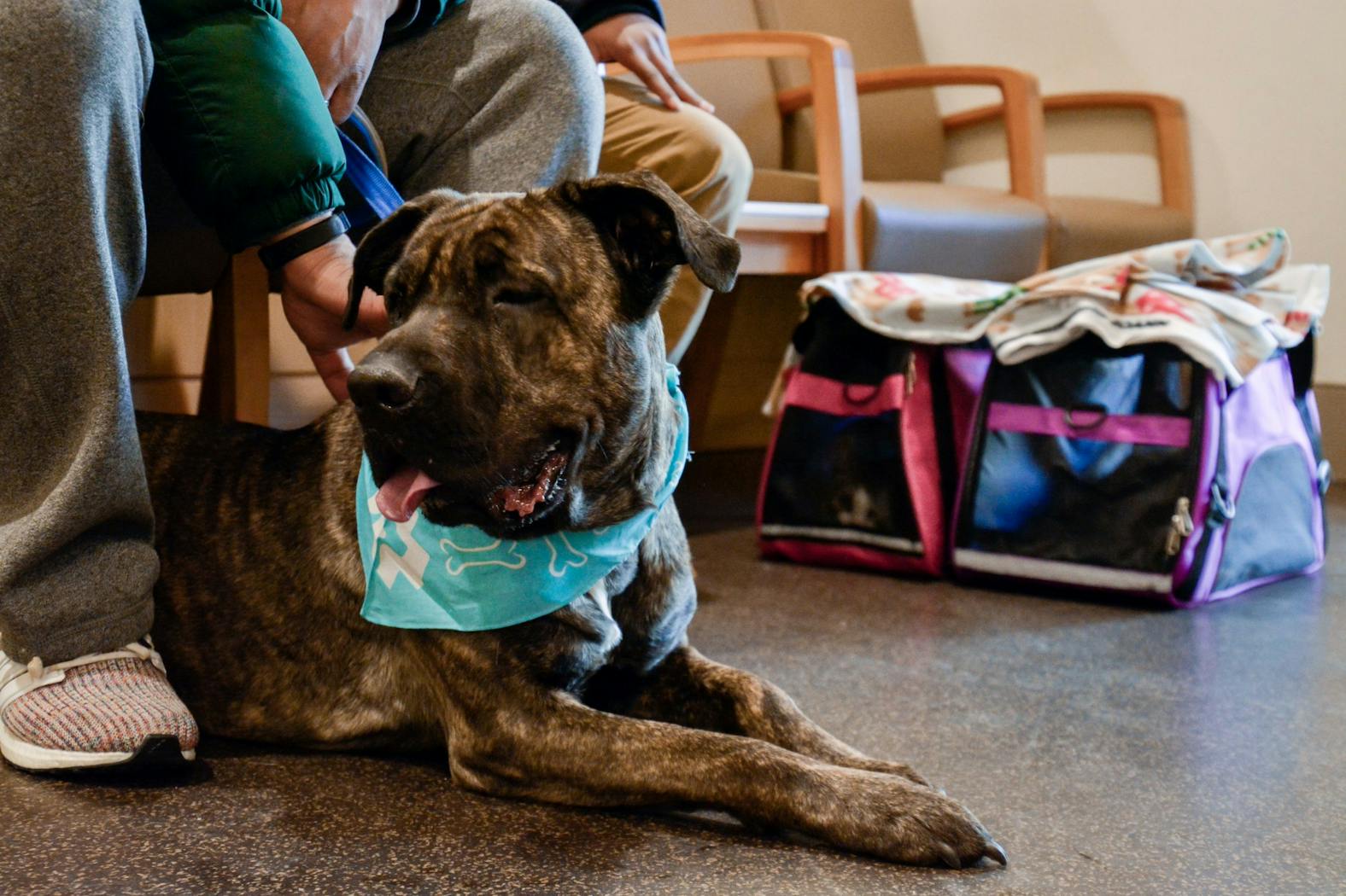 Penn Vet MLK Clinic Dog.jpg