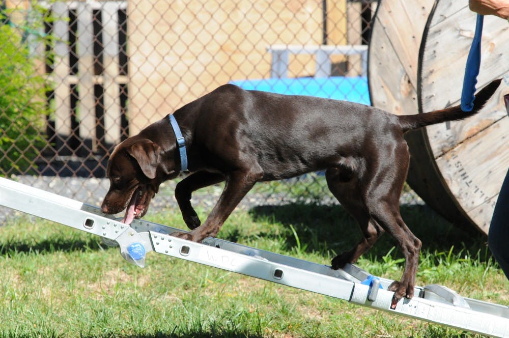 Penn Vet Working Dog Center one-year anniversary