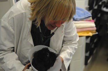 Penn Vet treats breast cancer in canines 