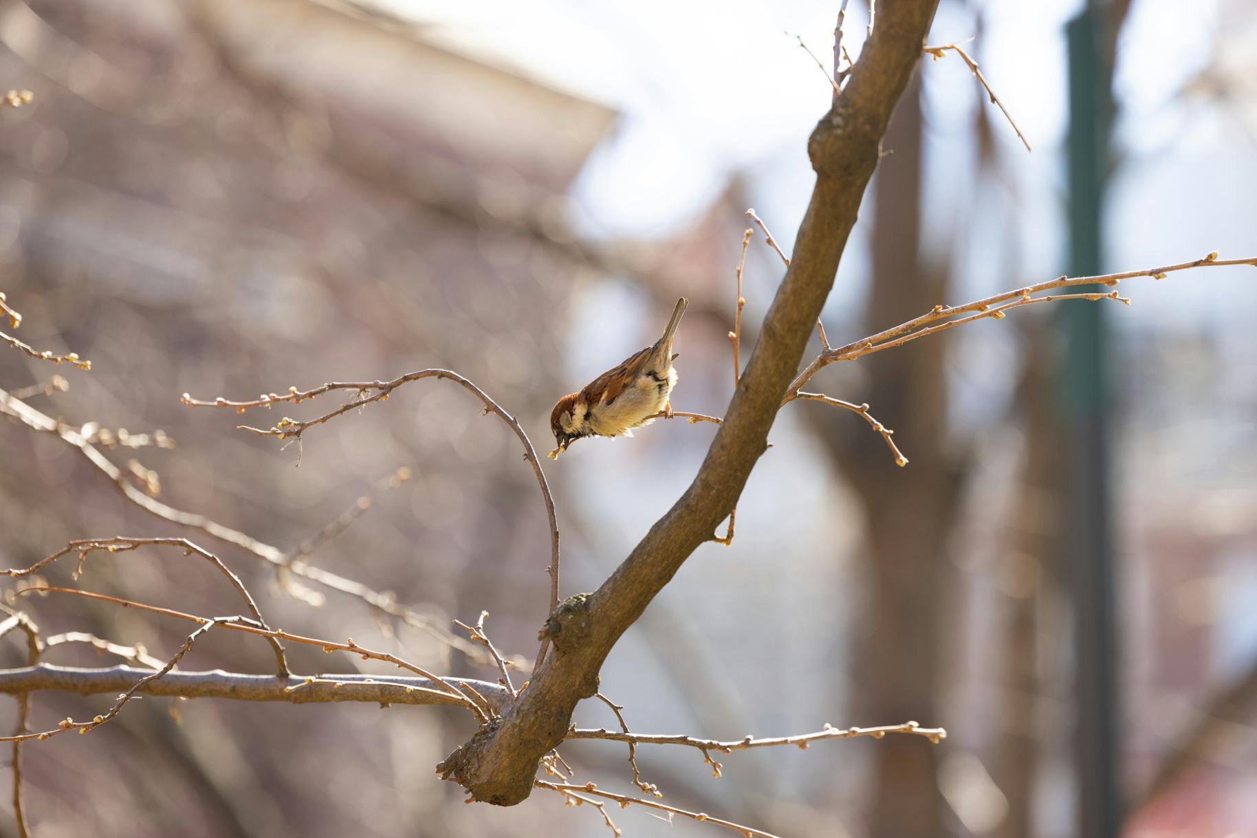 03-18-25 House Sparrow 2 (Jean Park)
