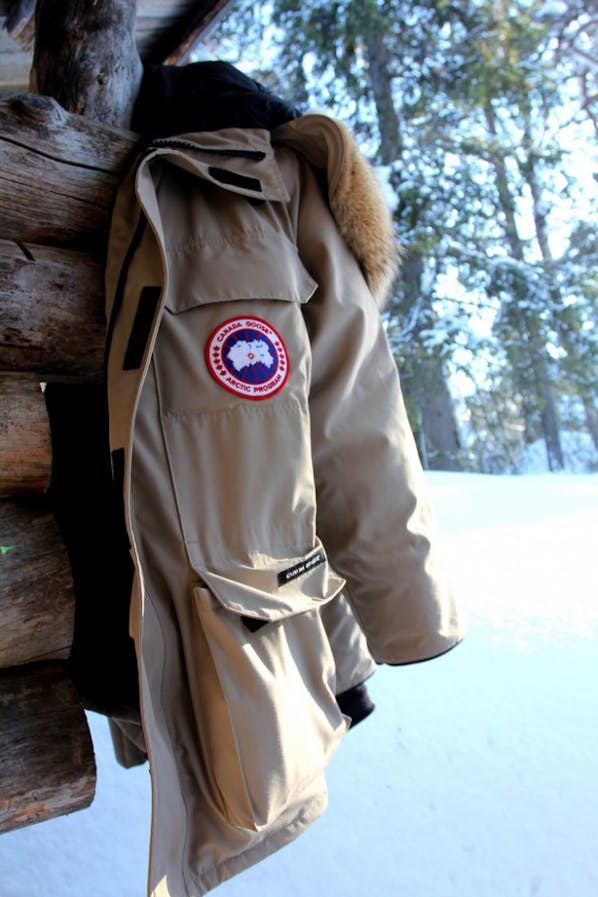 canada goose