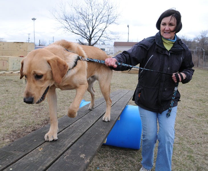 Puppies on the new agility course at the Penn Vet Working Dog Center