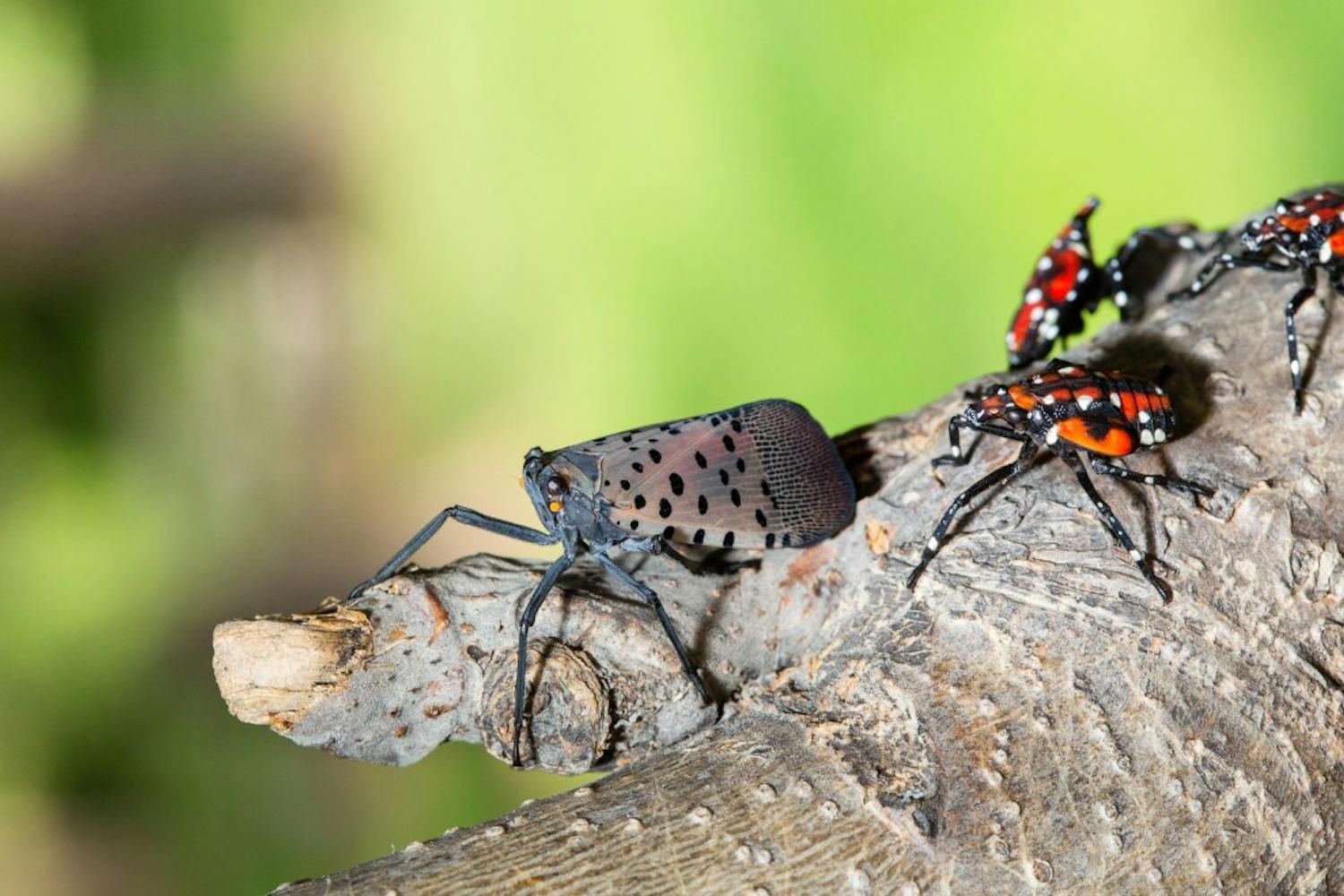 spotted lanternfly.jpg