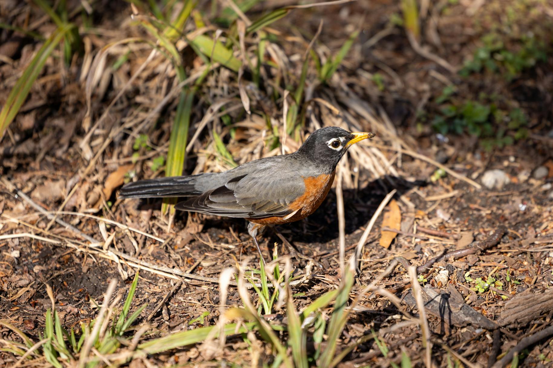 03-18-25 American Robin (Jean Park)
