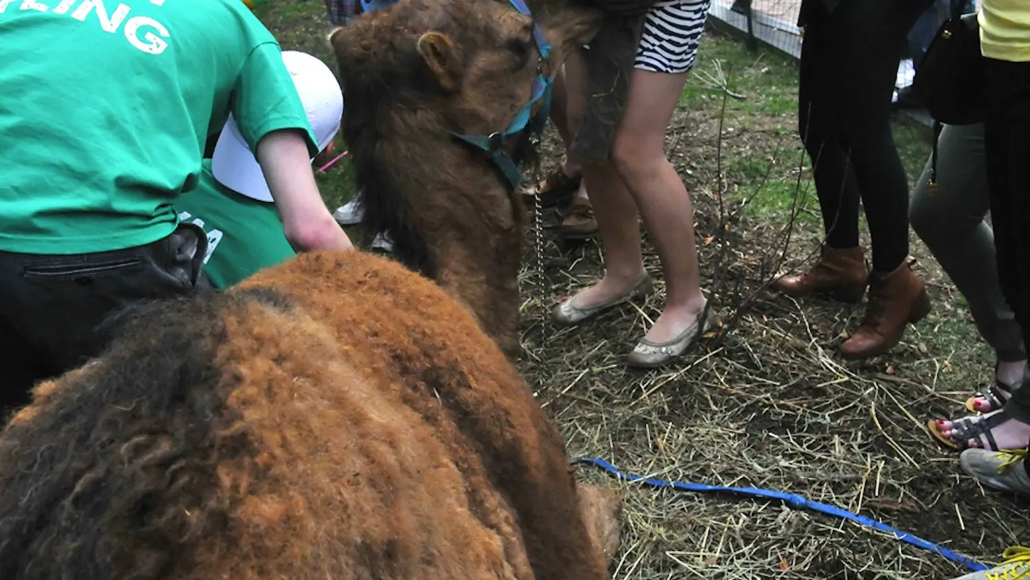 Penn to examine petting zoo policy